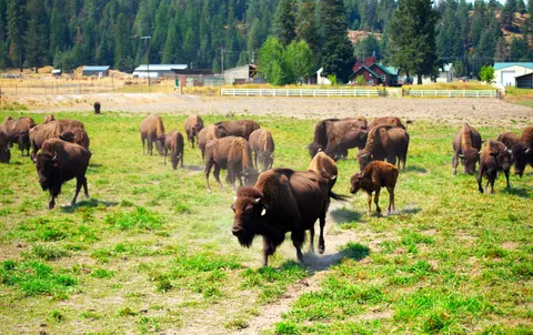 Fond d'écran Bison 4K · animals · 3840×2420