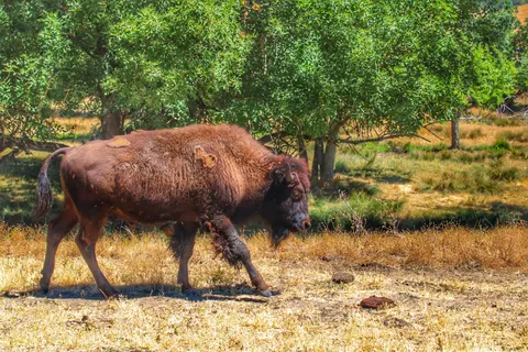 Bizon 4K Duvar Kağıdı · animals · 3840×2560