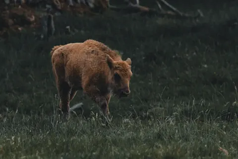 Bison 4K Wallpaper · animals · 3840×2560