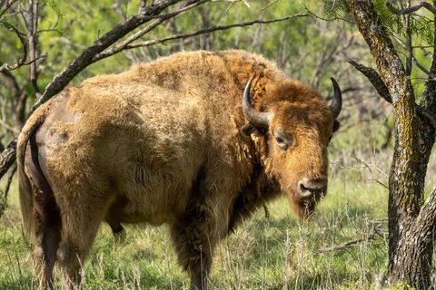 Fond d'écran Bison 4K · animals · 3840×2560