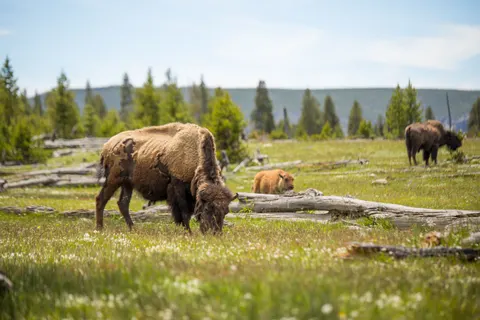 Fond d'écran Bison 4K · animals · 3840×2560