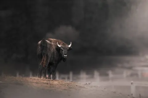 Bizon 4K-achtergrond · animals · 3840×2560