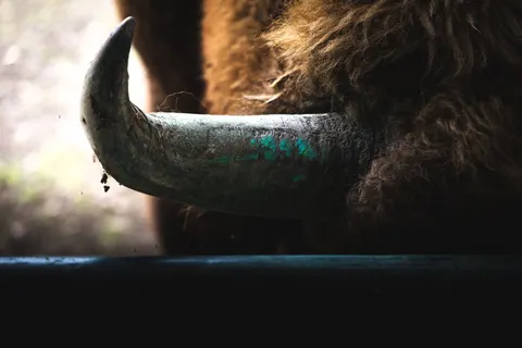 Bizon 4K-achtergrond · animals · 3840×2560