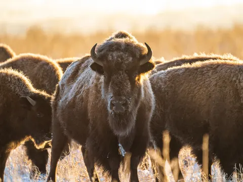 Fond d'écran Bison 4K · animals · 3840×2880