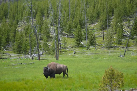 Fond d'écran Bison 4K · animals · 3840×2553