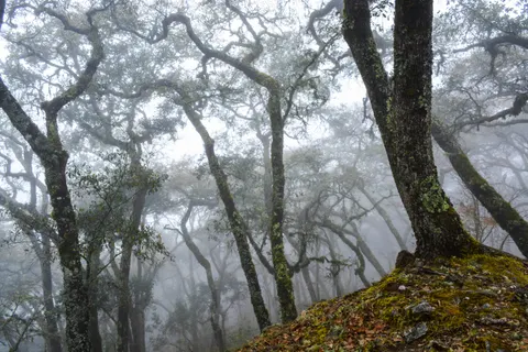 Foggy Road 4K Wallpaper · nature · 3840×2560