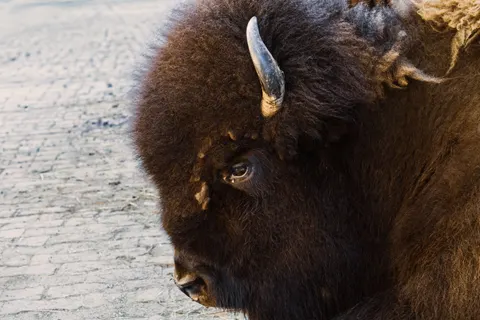 Bison 4K Hintergrundbild · animals · 3840×2560