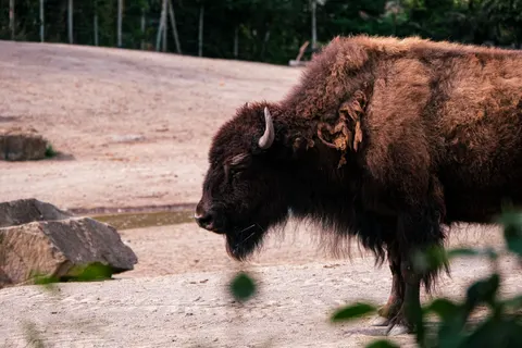 Fond d'écran Bison 4K · animals · 3840×2560