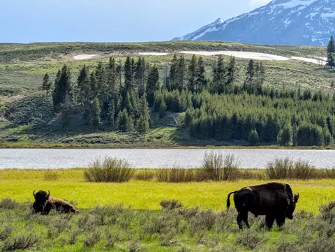 Fond d'écran Bison 4K · animals · 3840×2891