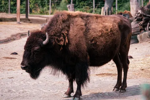 Fond d'écran Bison 4K · animals · 3840×2560