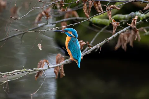 Sfondo Martin Pescatore 4K · animals · 3840×2560