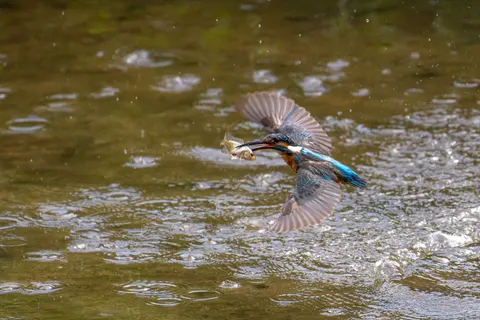 किंगफिशर 4K वॉलपेपर · animals · 3840×2560
