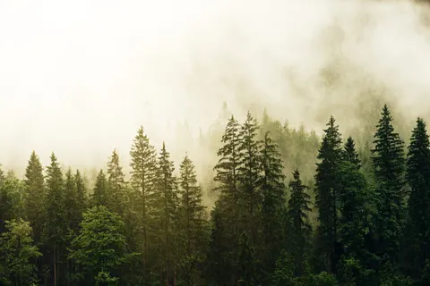 Foggy Forest 4K Wallpaper · nature · 3840×2560