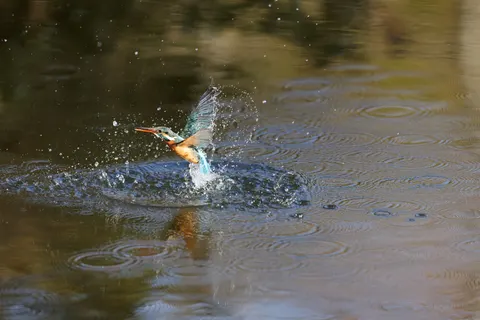 किंगफिशर 4K वॉलपेपर · animals · 3840×2560