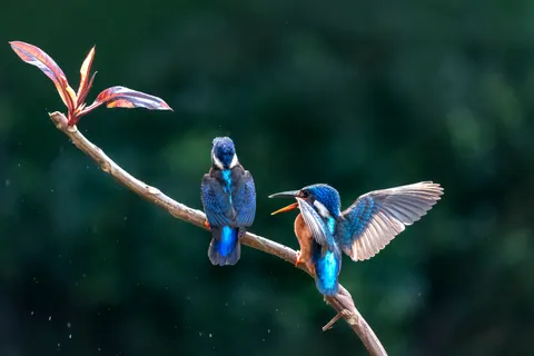 Yalıçapkını 4K Duvar Kağıdı · animals · 3840×2560