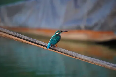 Fondo de pantalla Martín Pescador 4K · animals · 3840×2560