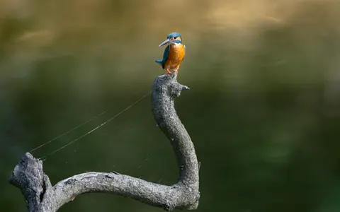किंगफिशर 4K वॉलपेपर · animals · 3840×2400
