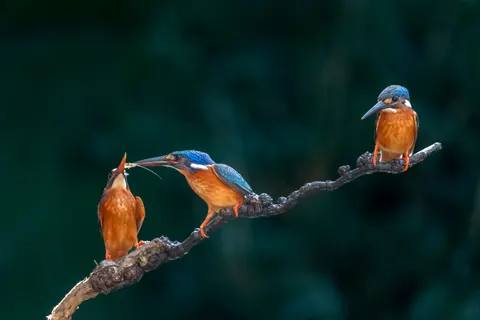 किंगफिशर 4K वॉलपेपर · animals · 3840×2560