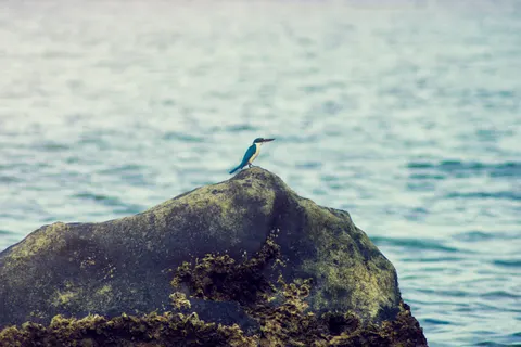 Sfondo Martin Pescatore 4K · animals · 3840×2560