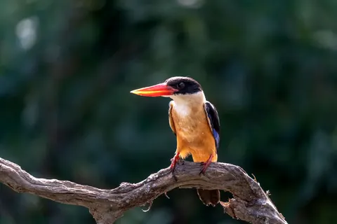 Yalıçapkını 4K Duvar Kağıdı · animals · 3840×2560