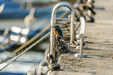 Yalıçapkını 4K Duvar Kağıdı · animals · 3840×2560