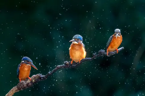 Yalıçapkını 4K Duvar Kağıdı · animals · 3840×2560