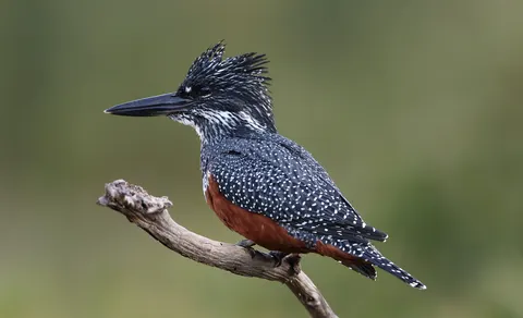 Fondo de pantalla Martín Pescador 4K · animals · 3840×2341