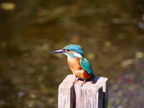 Sfondo Martin Pescatore 4K · animals · 3840×2883