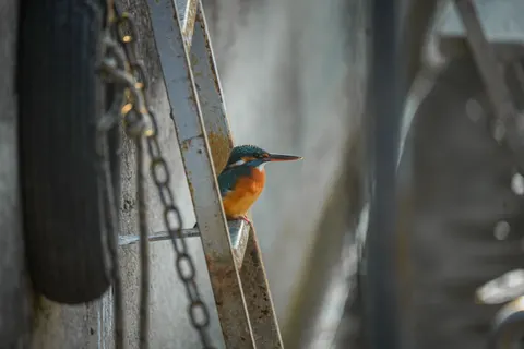 Sfondo Martin Pescatore 4K · animals · 3840×2560