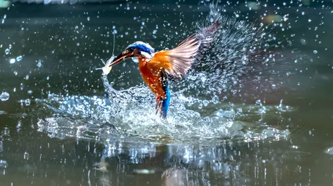 خلفية طائر الرفراف بدقة 4K · animals · 3840×2147