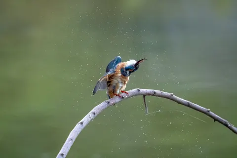 Yalıçapkını 4K Duvar Kağıdı · animals · 3840×2560