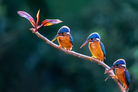Fondo de pantalla Martín Pescador 4K · animals · 3840×2560
