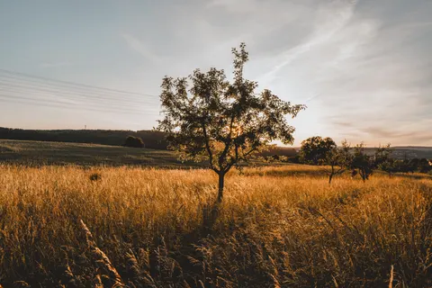 خلفية حقل ريفي بدقة 4K · nature · 3840×2560