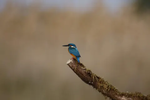किंगफिशर 4K वॉलपेपर · animals · 3840×2560
