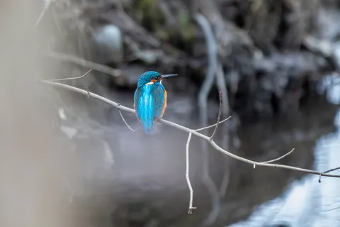 किंगफिशर 4K वॉलपेपर · animals · 3840×2560