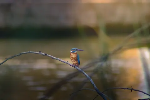 Yalıçapkını 4K Duvar Kağıdı · animals · 3840×2560