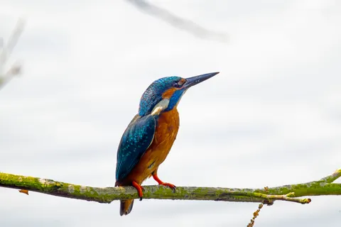Sfondo Martin Pescatore 4K · animals · 3840×2560