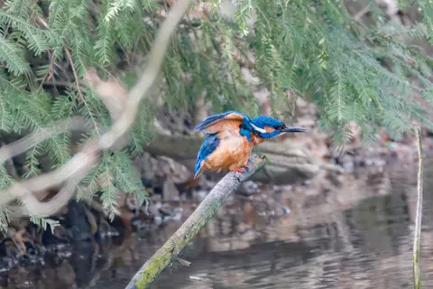 Fondo de pantalla Martín Pescador 4K · animals · 3840×2560