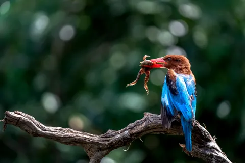 किंगफिशर 4K वॉलपेपर · animals · 3840×2560