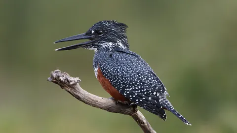 किंगफिशर 4K वॉलपेपर · animals · 3840×2160