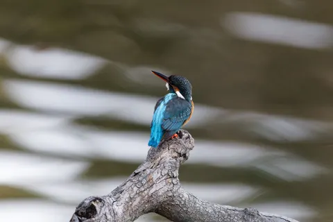 Yalıçapkını 4K Duvar Kağıdı · animals · 3840×2560