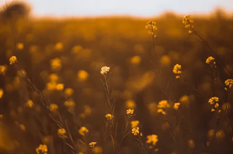 Countryside Field 4K Wallpaper · nature · 3840×2534