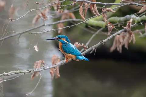 किंगफिशर 4K वॉलपेपर · animals · 3840×2560
