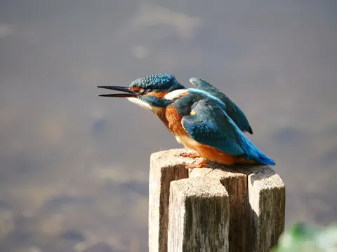 Fondo de pantalla Martín Pescador 4K · animals · 3840×2883