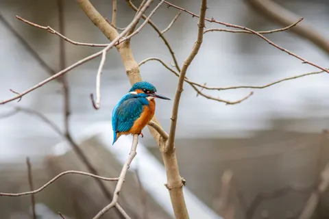 خلفية طائر الرفراف بدقة 4K · animals · 3840×2560