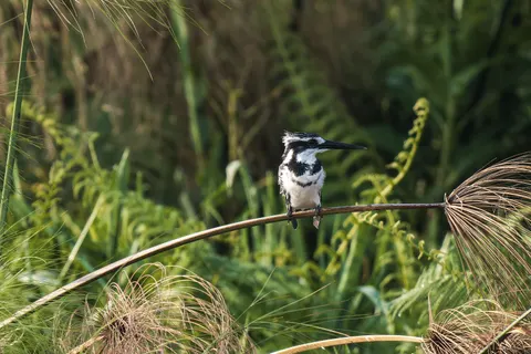 किंगफिशर 4K वॉलपेपर · animals · 3840×2560