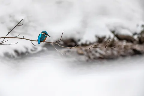Fondo de pantalla Martín Pescador 4K · animals · 3840×2560