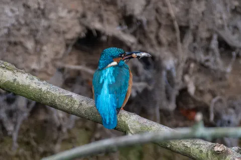 Fondo de pantalla Martín Pescador 4K · animals · 3840×2560
