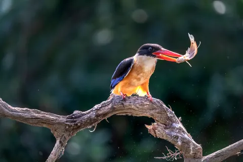 Yalıçapkını 4K Duvar Kağıdı · animals · 3840×2560