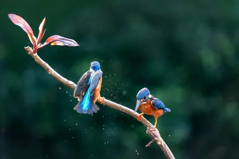 Sfondo Martin Pescatore 4K · animals · 3840×2560